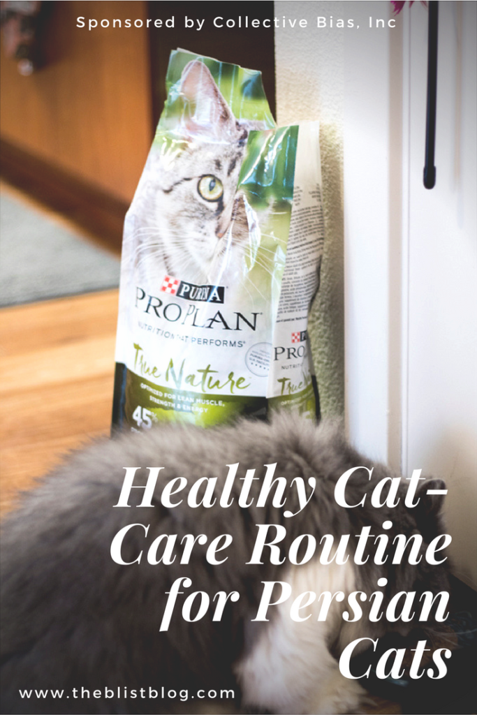 healthy cat-care routine