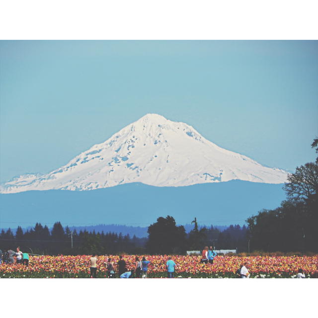 wooden shoe tulip festival